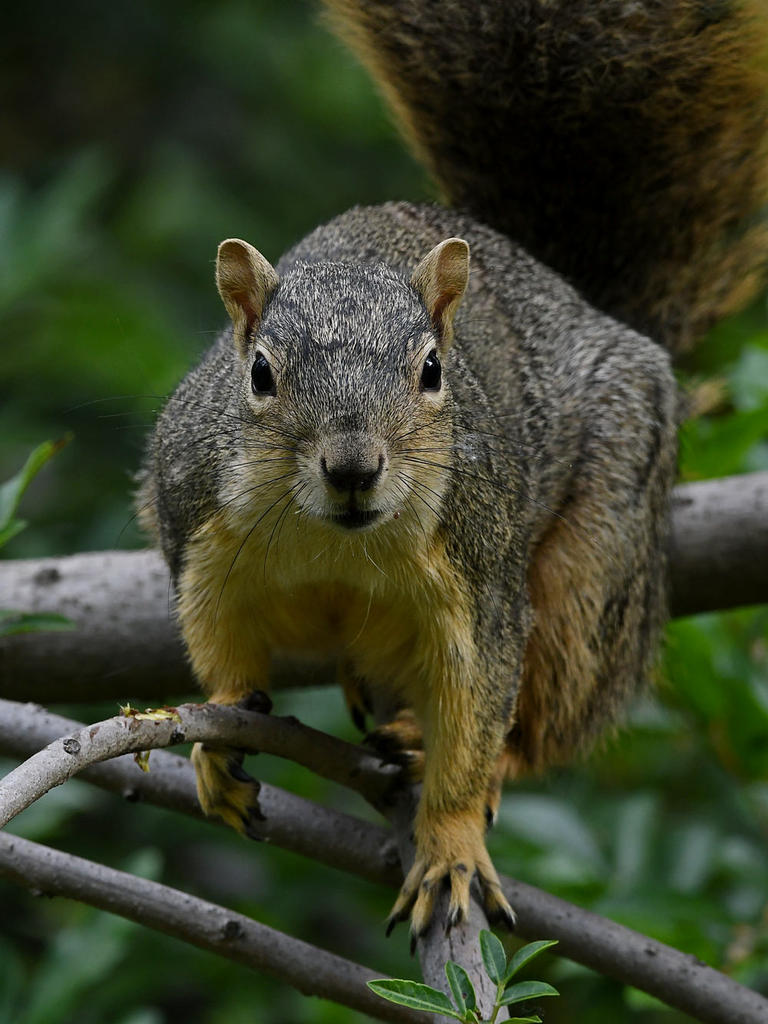 Squirrel.jpg
