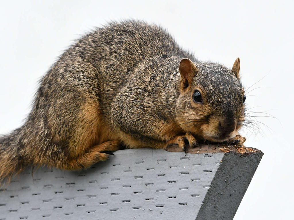 Squirrel.jpg
