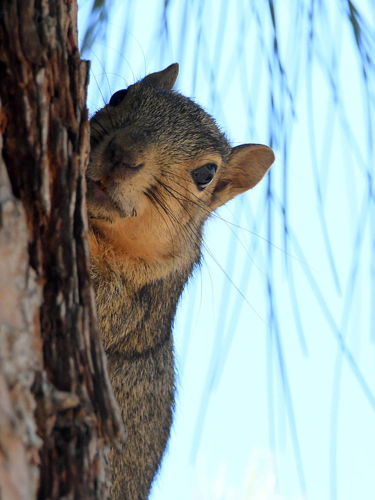 Squirrel.jpg