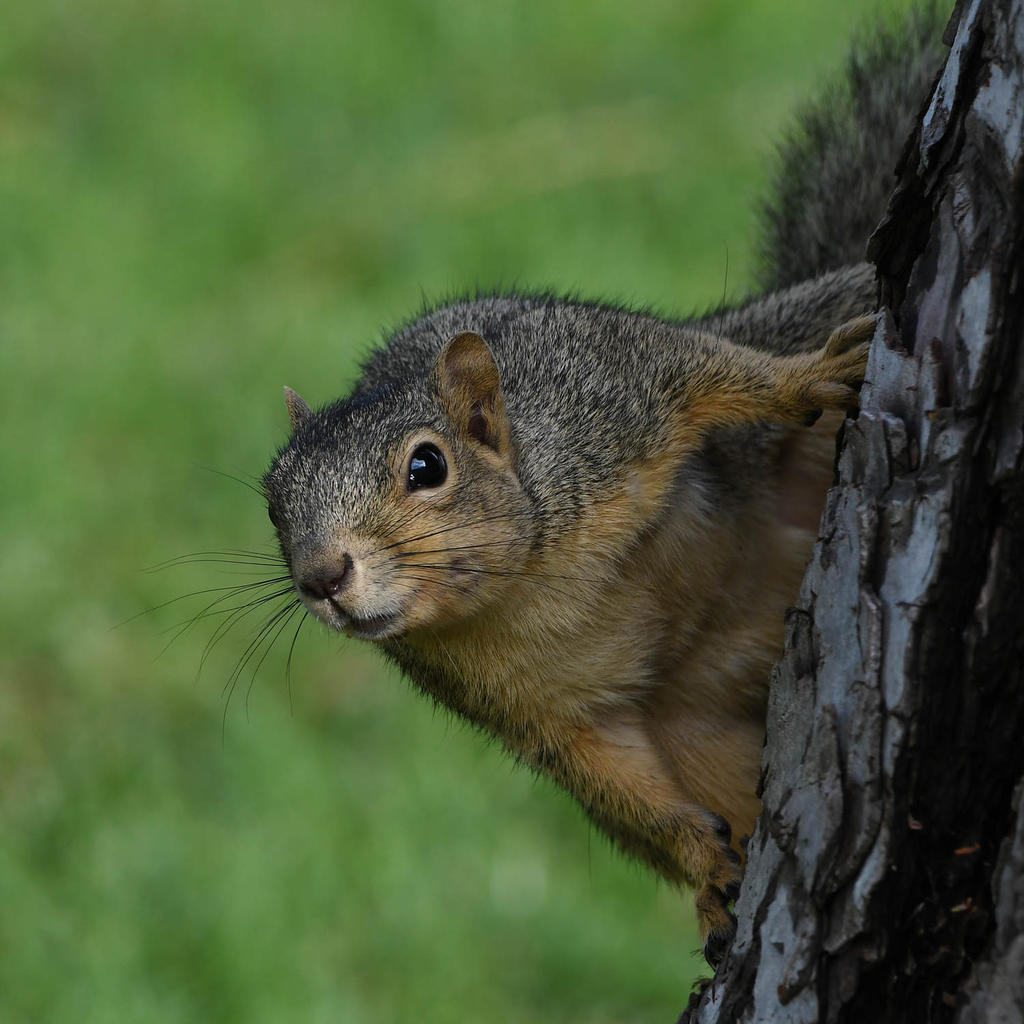 Squirrel.jpg