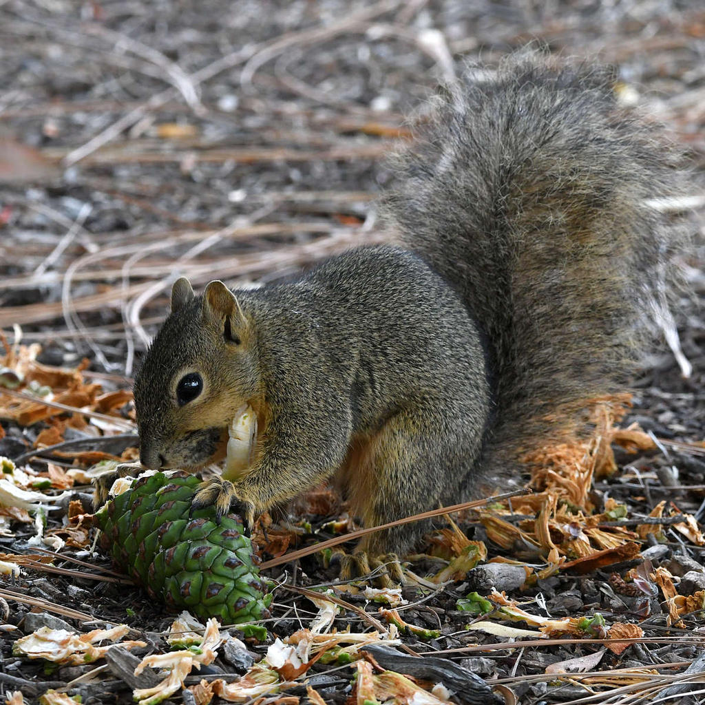 Squirrel.jpg