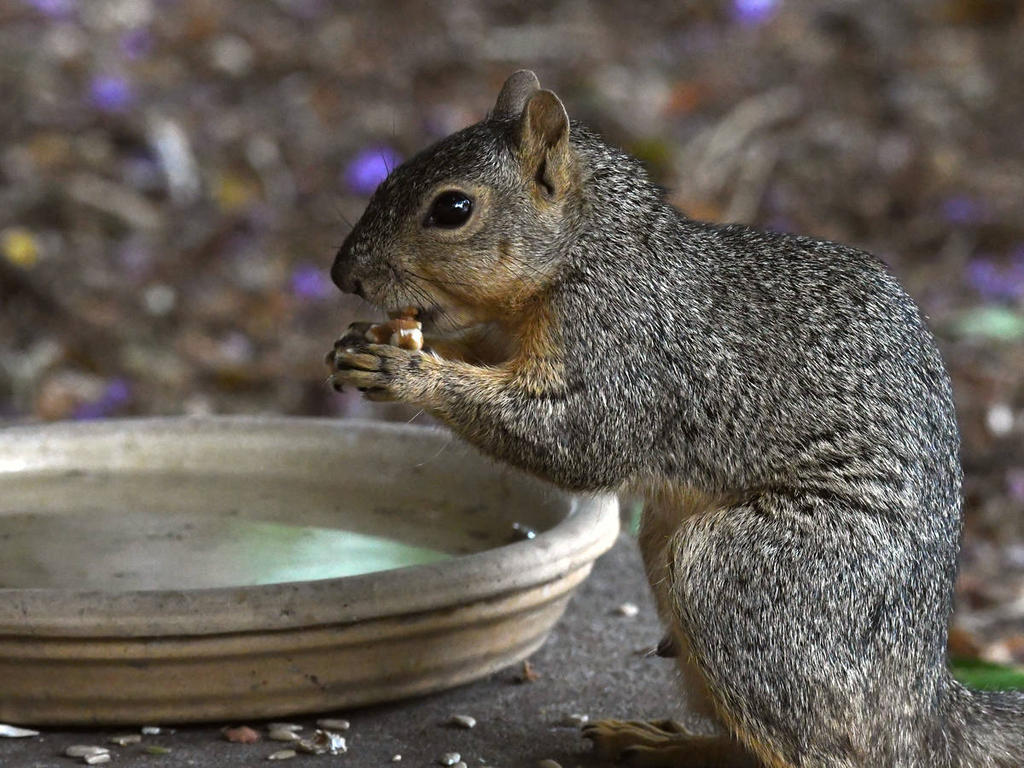 Squirrel.jpg