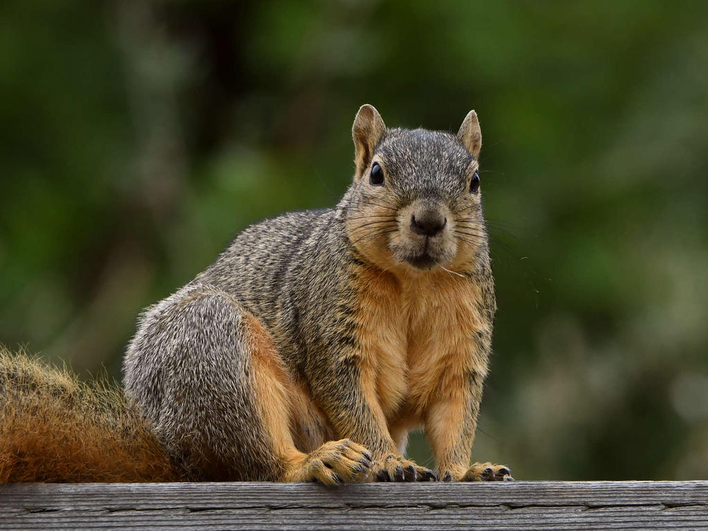 Squirrel.jpg
