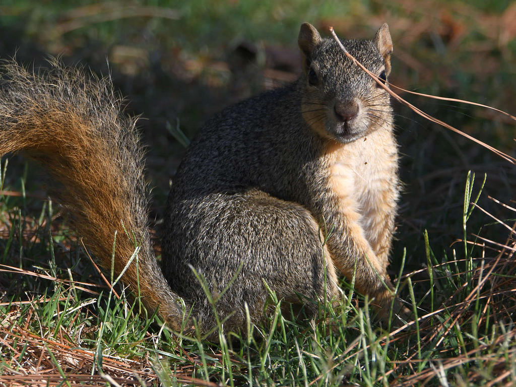 Squirrel.jpg