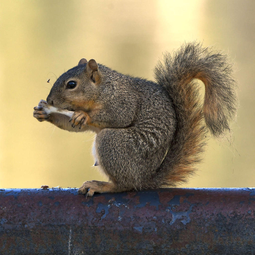 Squirrel.jpg