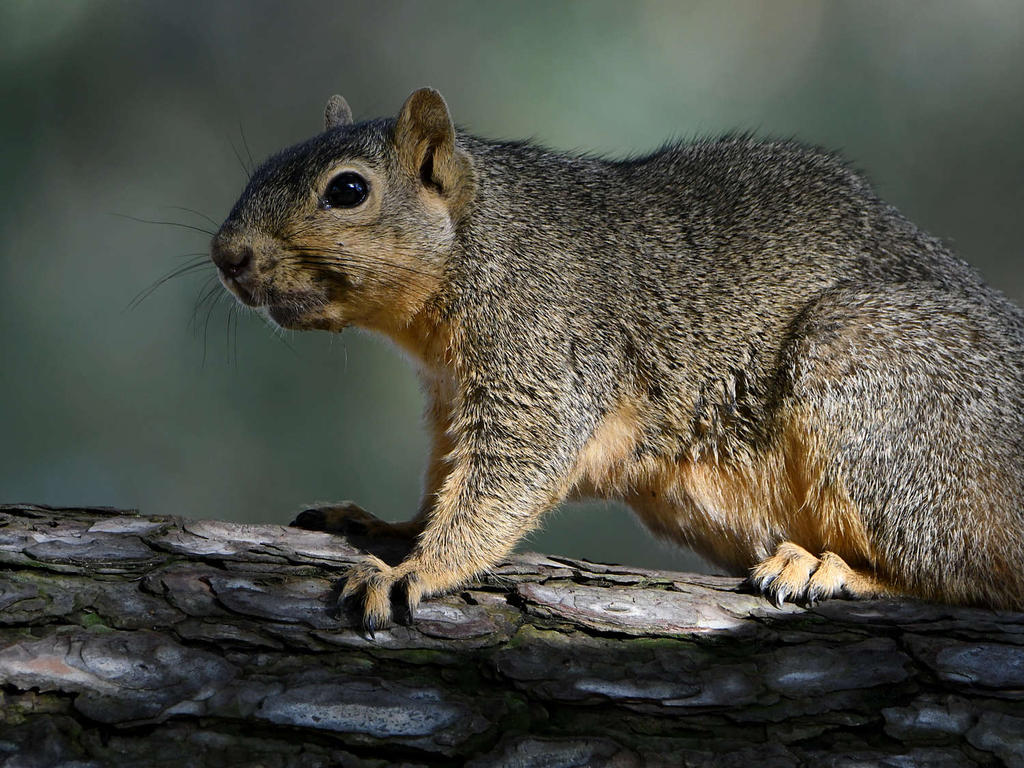 Squirrel.jpg