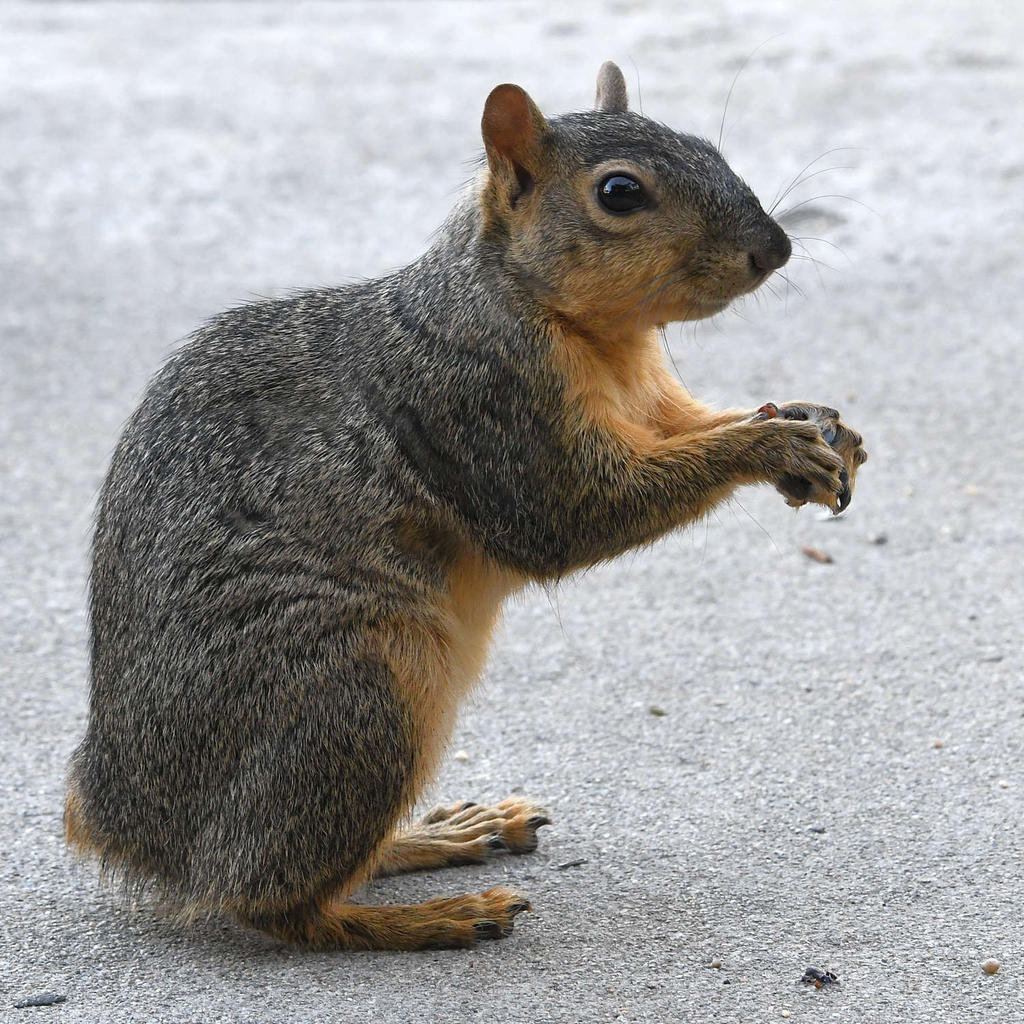 Squirrel.jpg