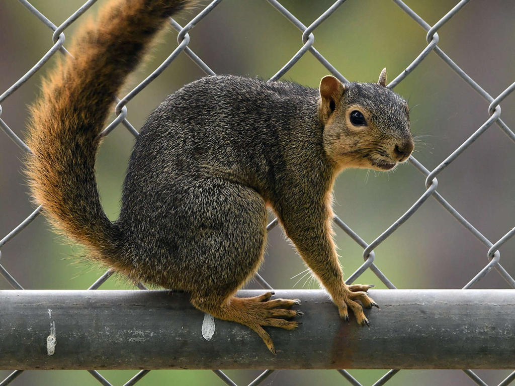 Squirrel.jpg