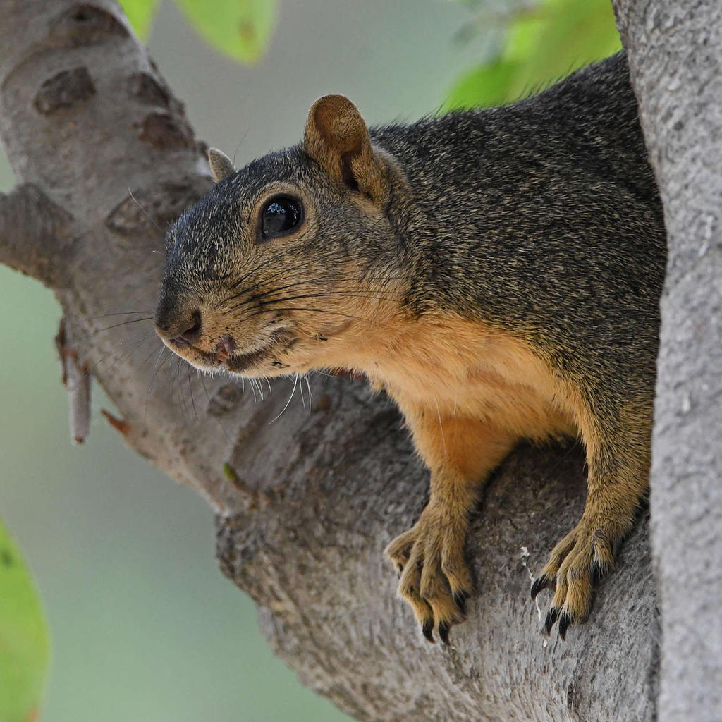 Squirrel.jpg