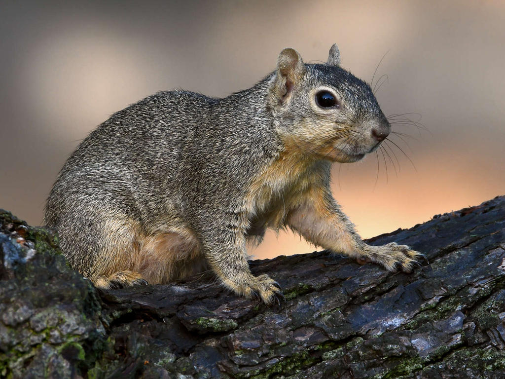Squirrel.jpg
