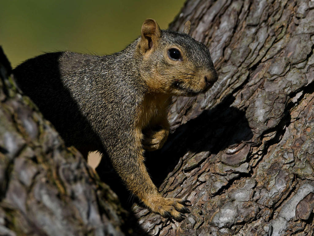 Squirrel.jpg