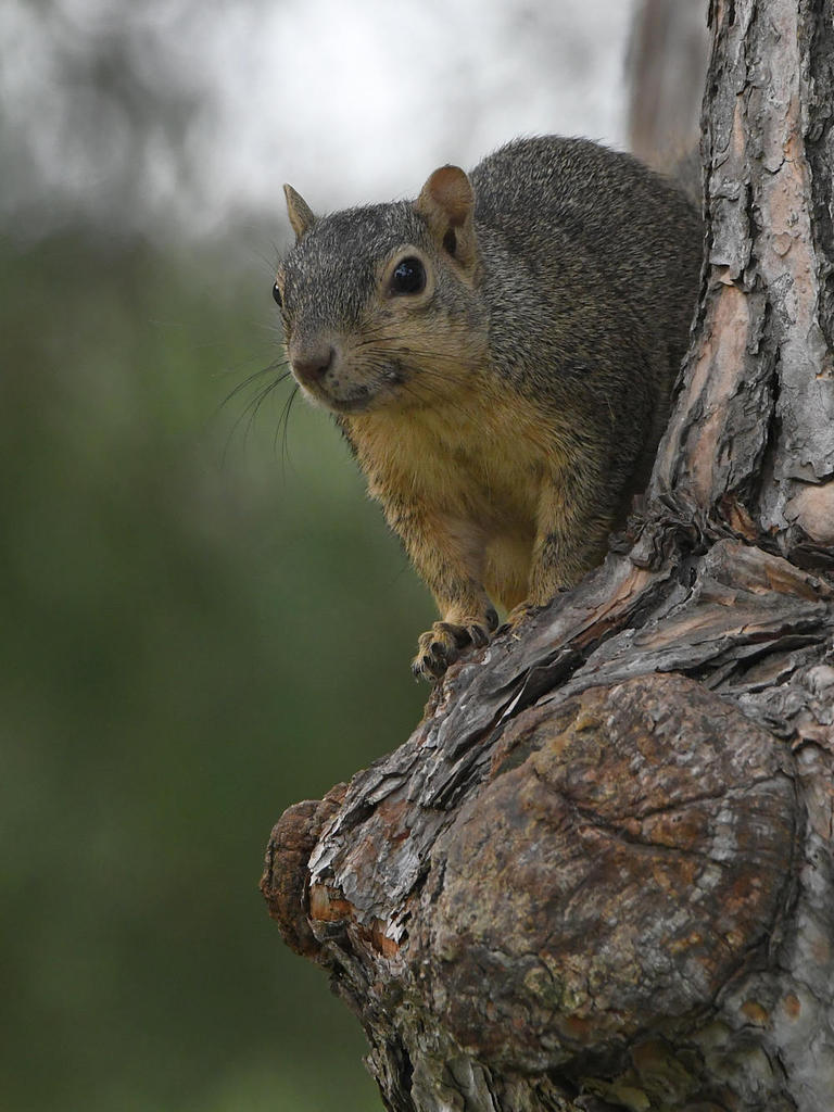 Squirrel.jpg