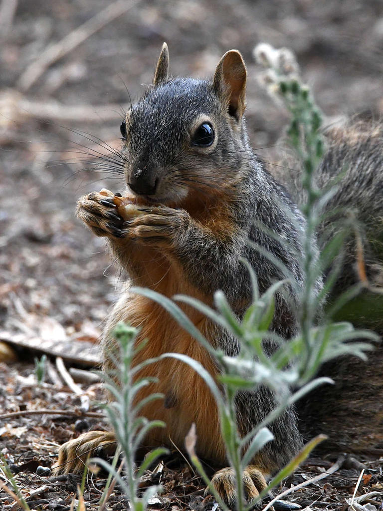 Squirrel.jpg