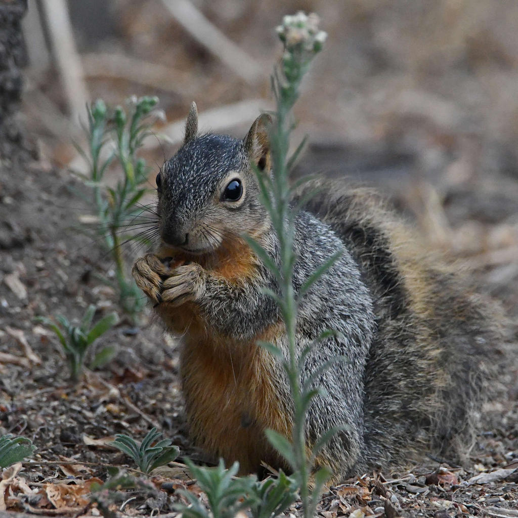 Squirrel.jpg