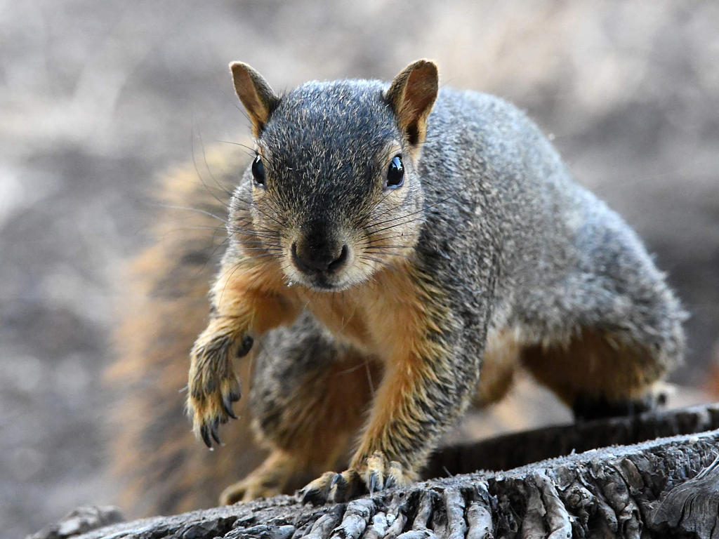 Squirrel.jpg