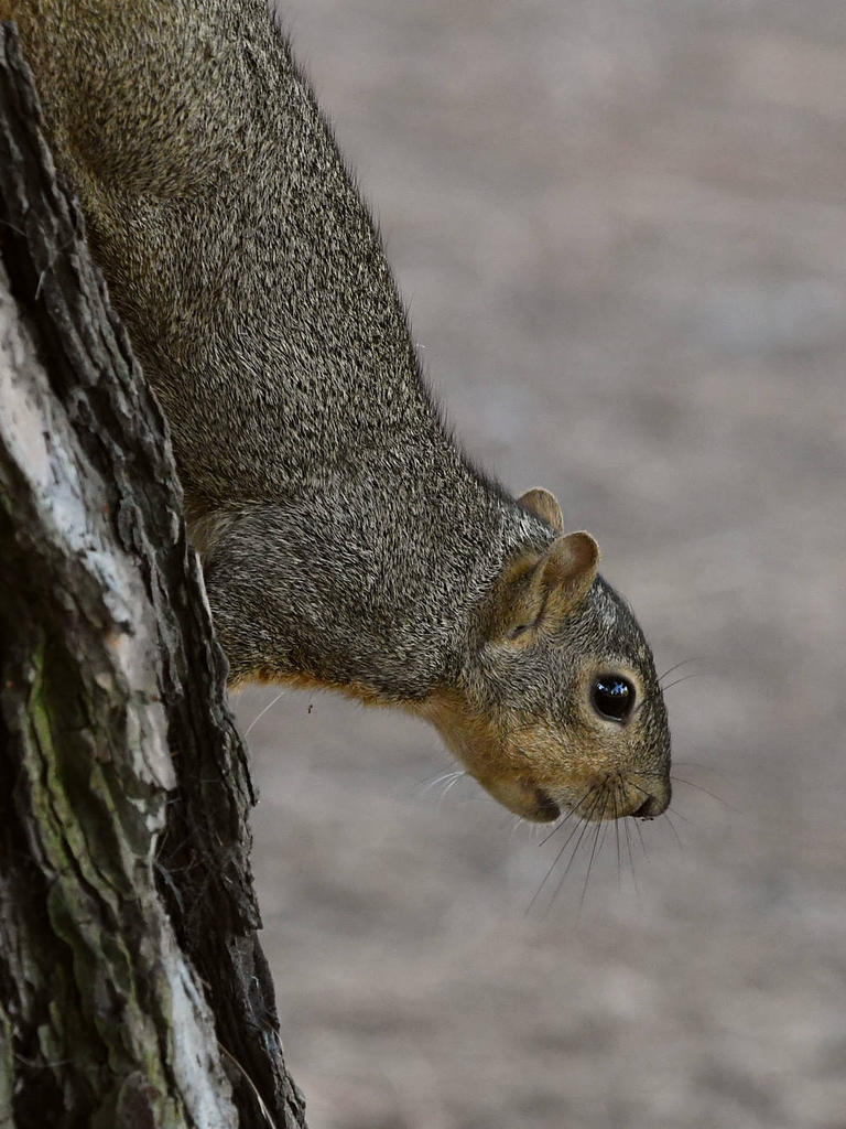 Squirrel.jpg