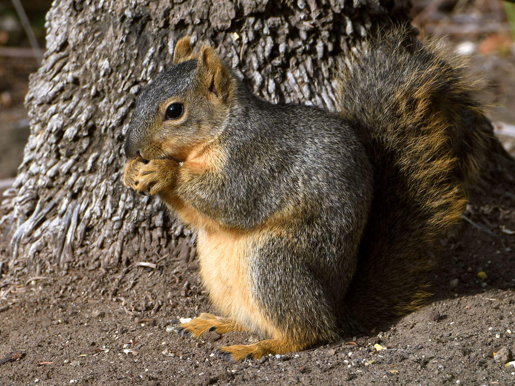 Squirrel.jpg