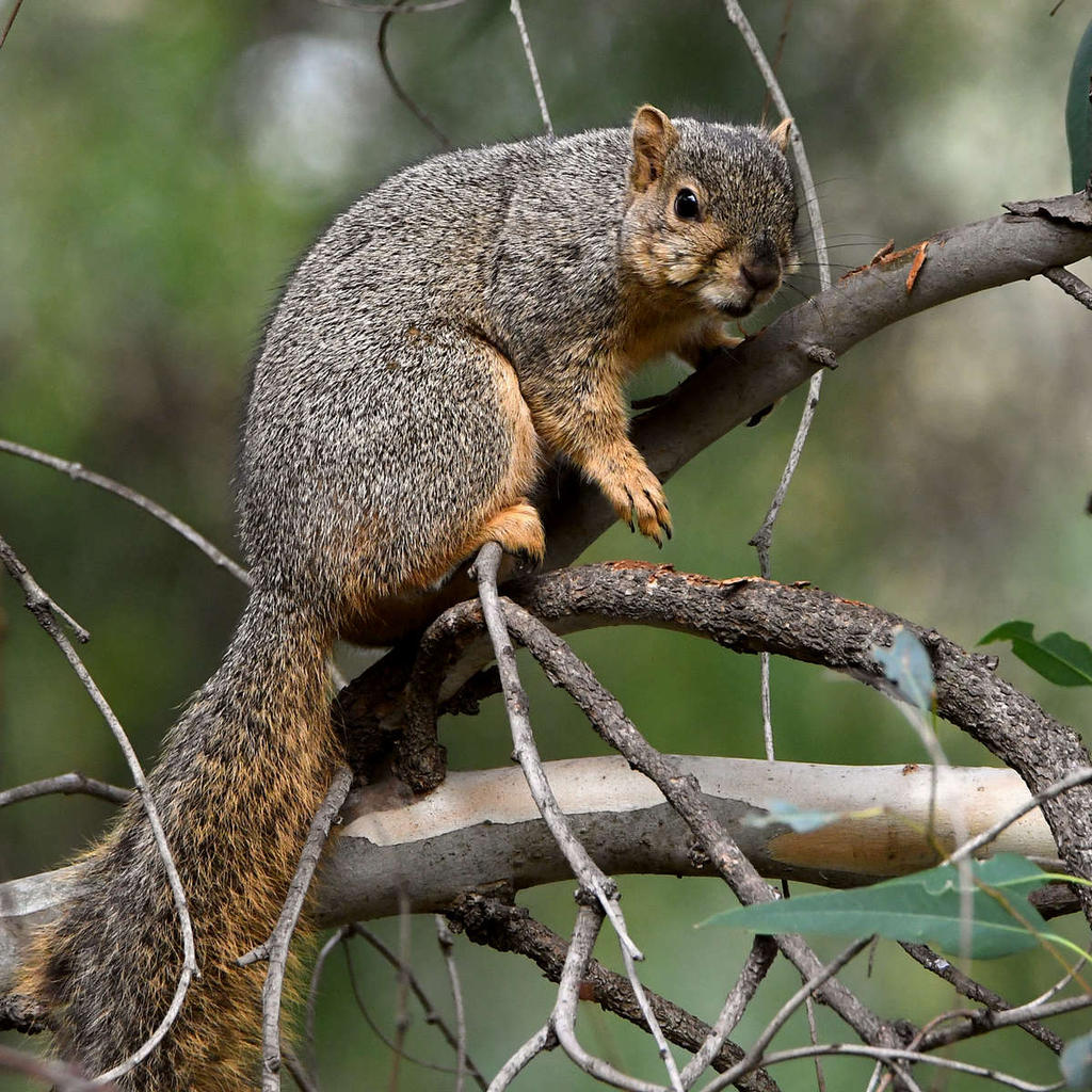 Squirrel.jpg