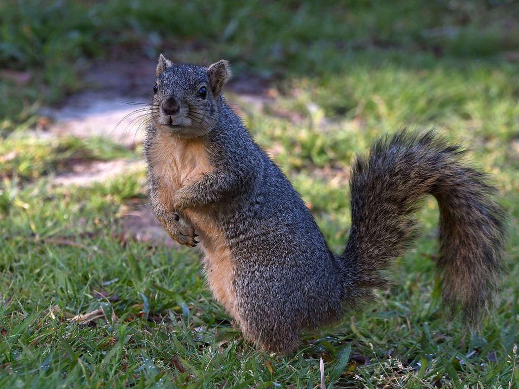 Squirrel.jpg