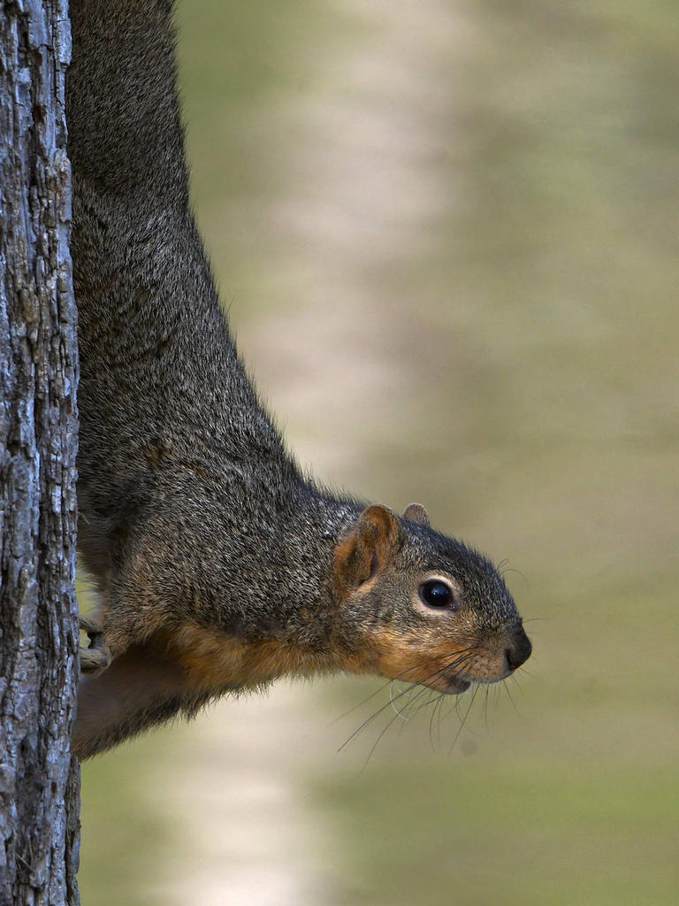Squirrel.jpg