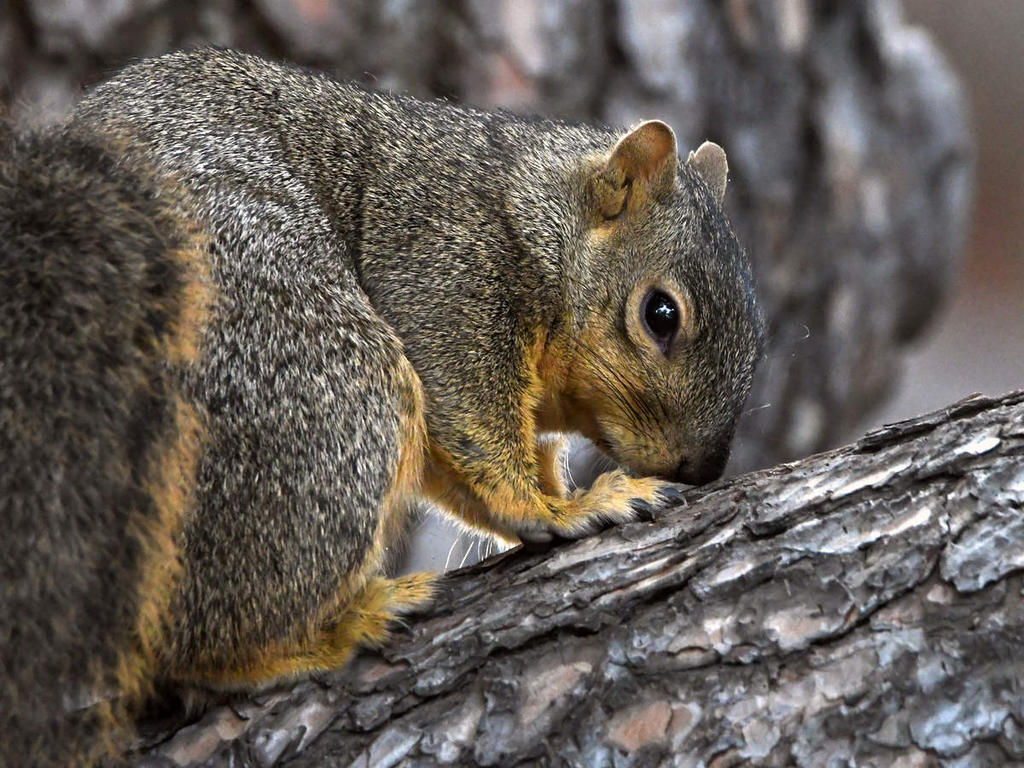 Squirrel.jpg