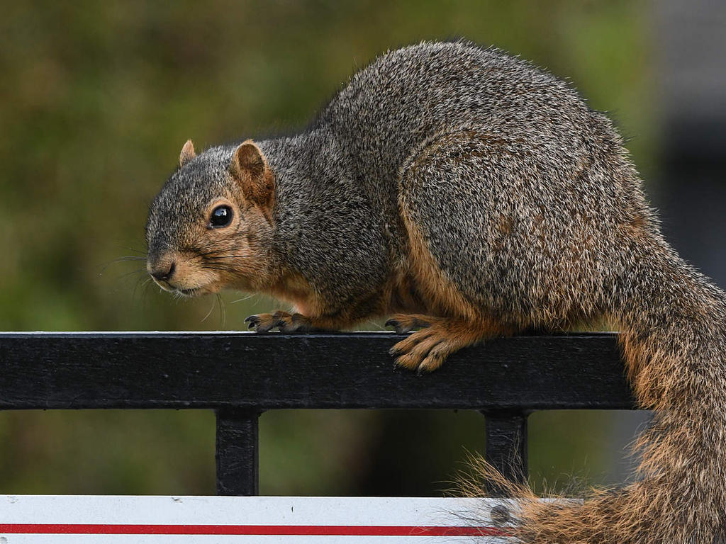 Squirrel.jpg