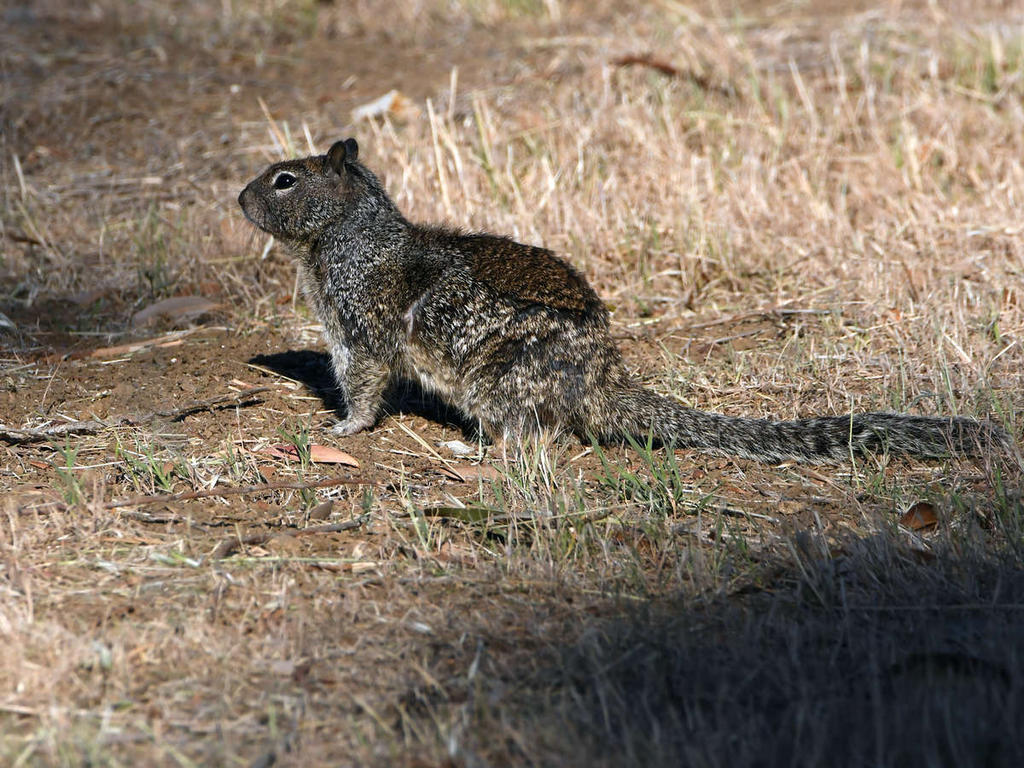 Squirrel.jpg