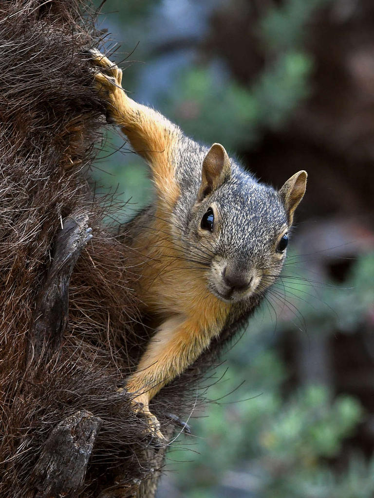 Squirrel.jpg