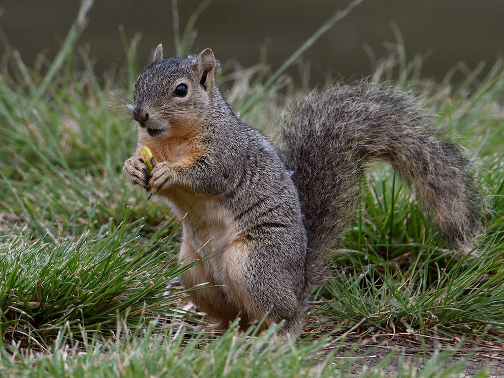 Squirrel.jpg