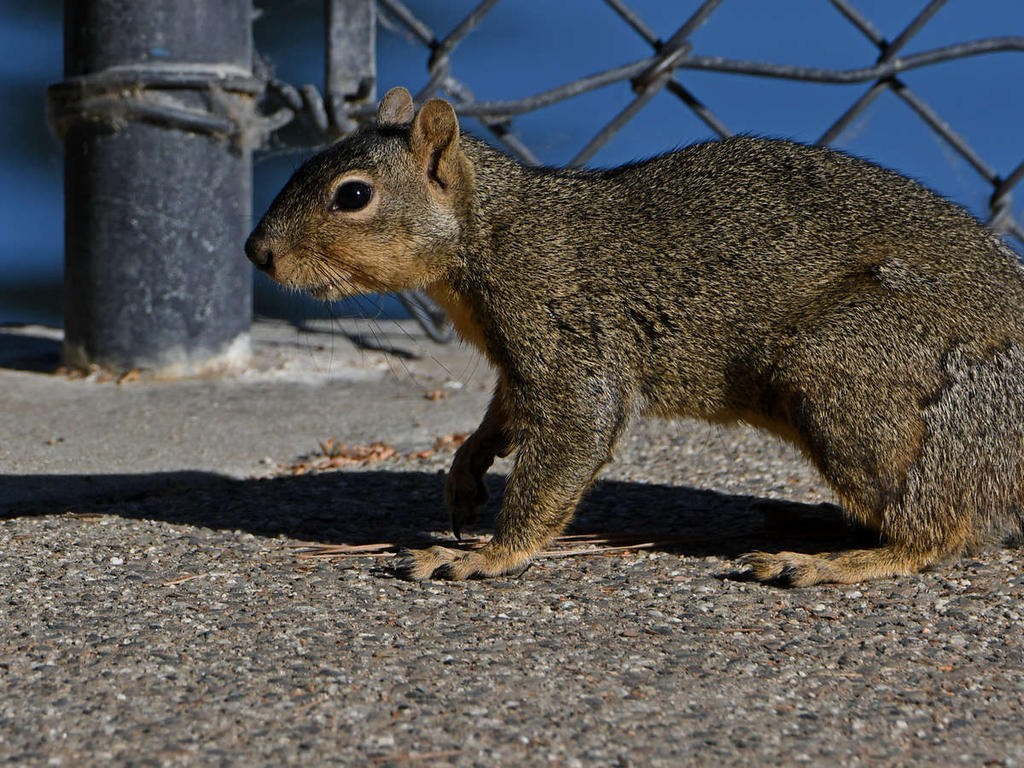 Squirrel.jpg