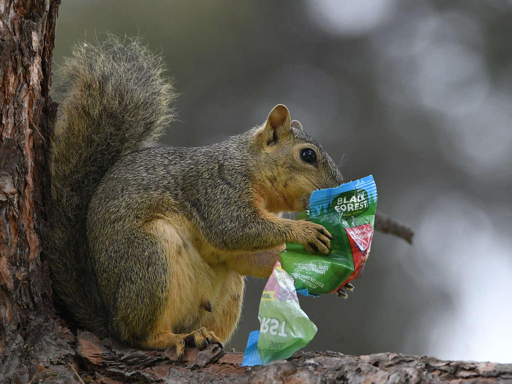 Squirrel.jpg