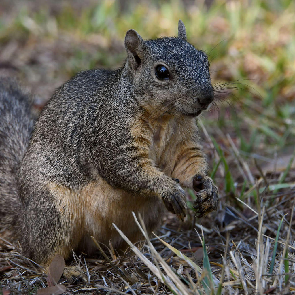 Squirrel.jpg