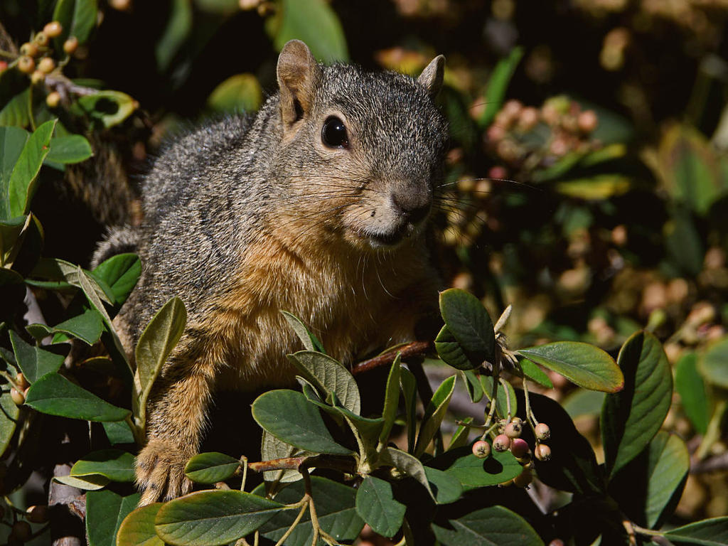 Squirrel.jpg
