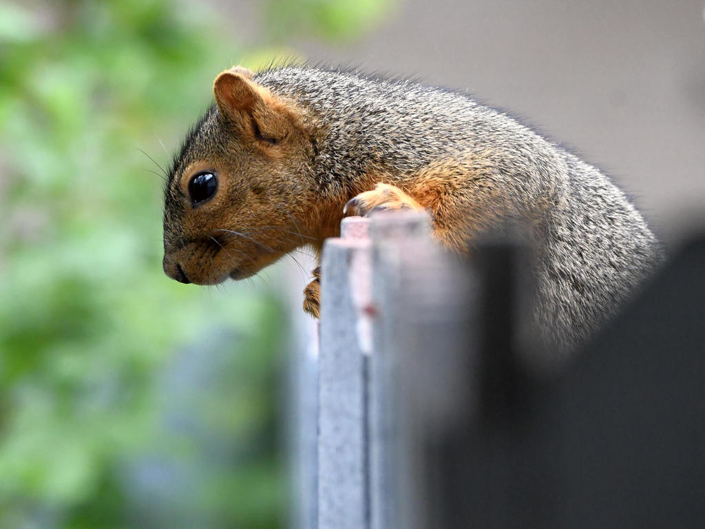 Squirrel.jpg