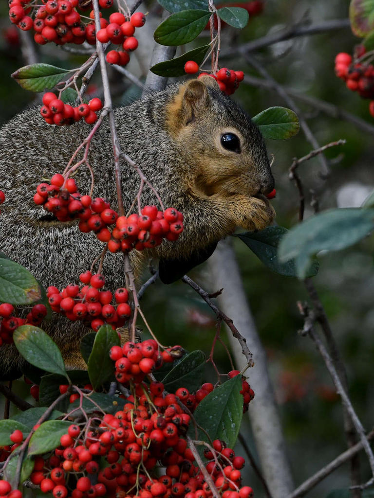Squirrel.jpg