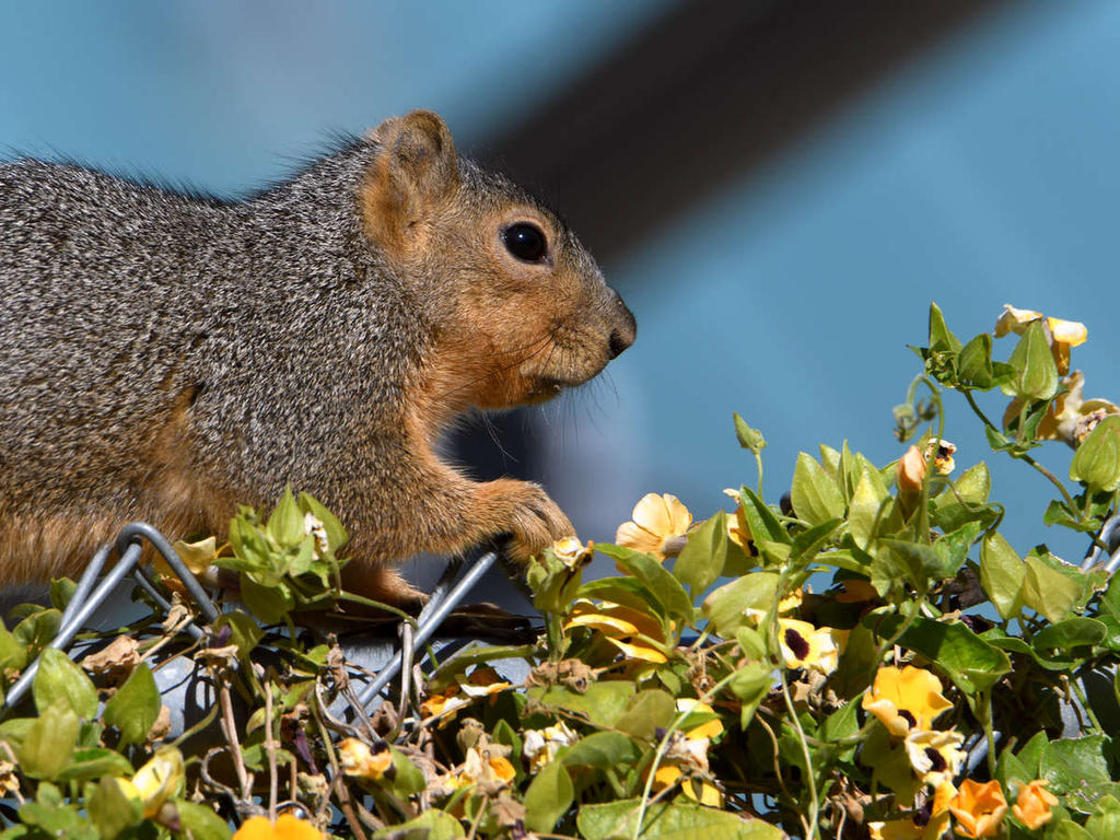 Squirrel.jpg