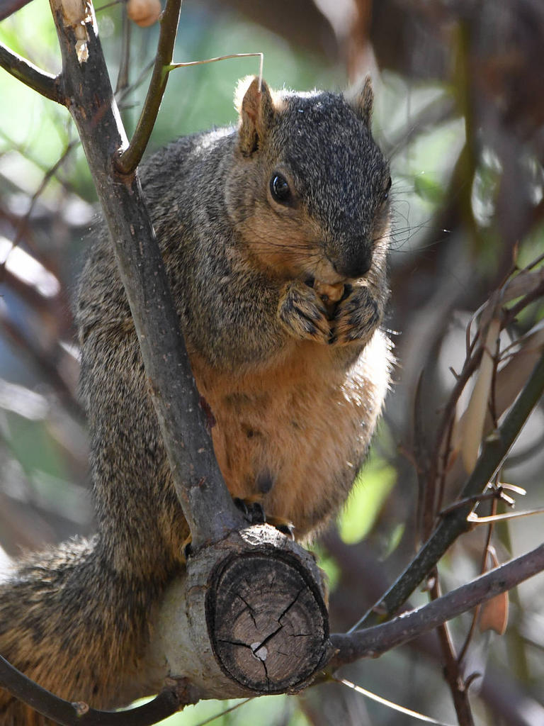Squirrel.jpg