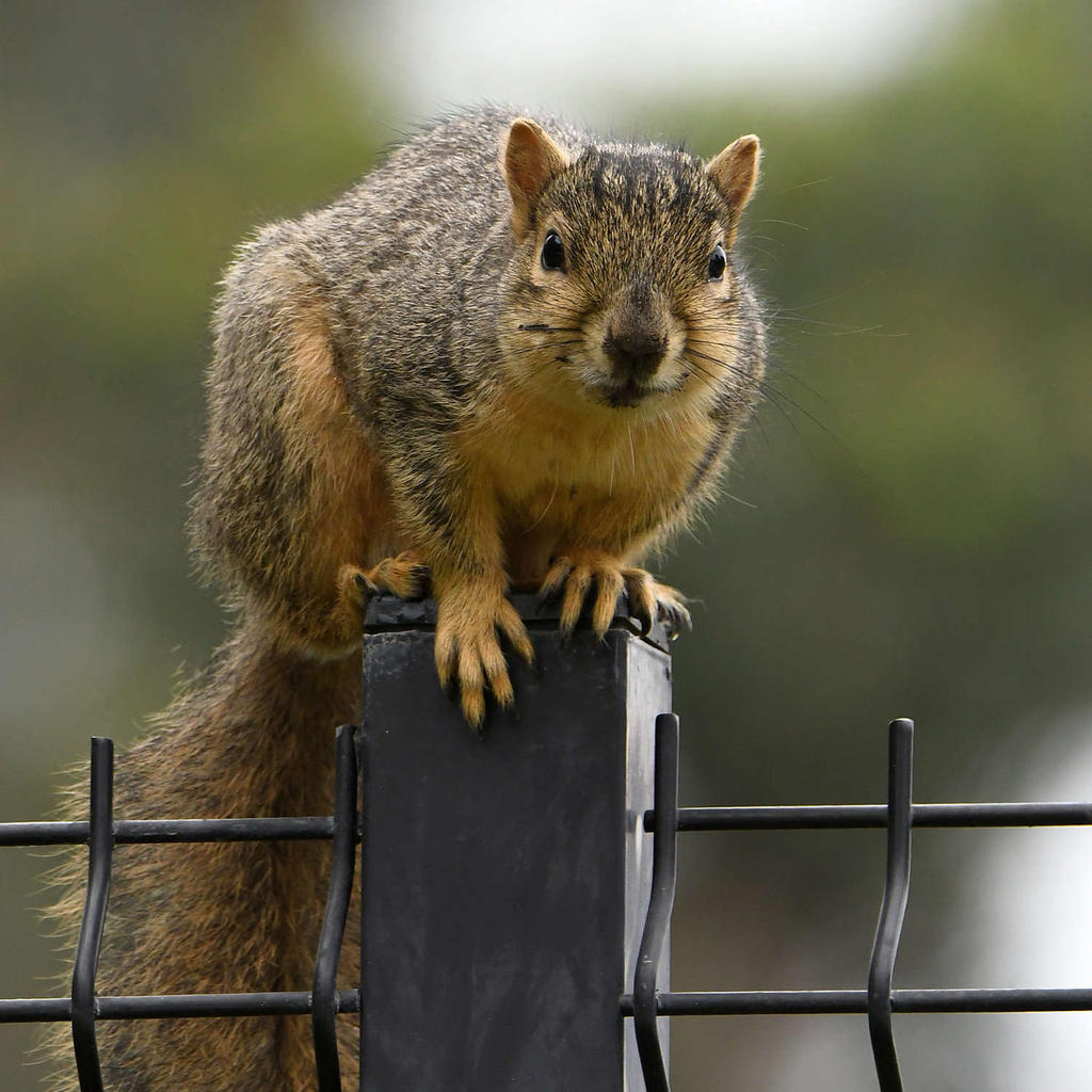Squirrel.jpg