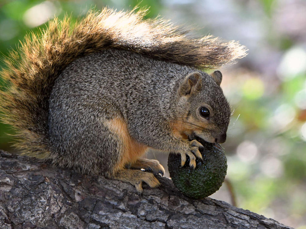 Squirrel.jpg