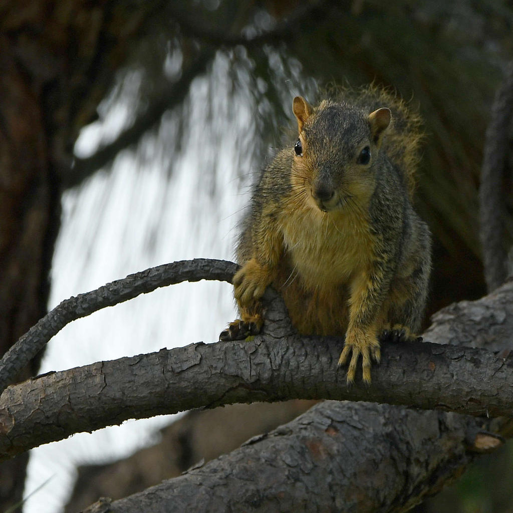 Squirrel.jpg