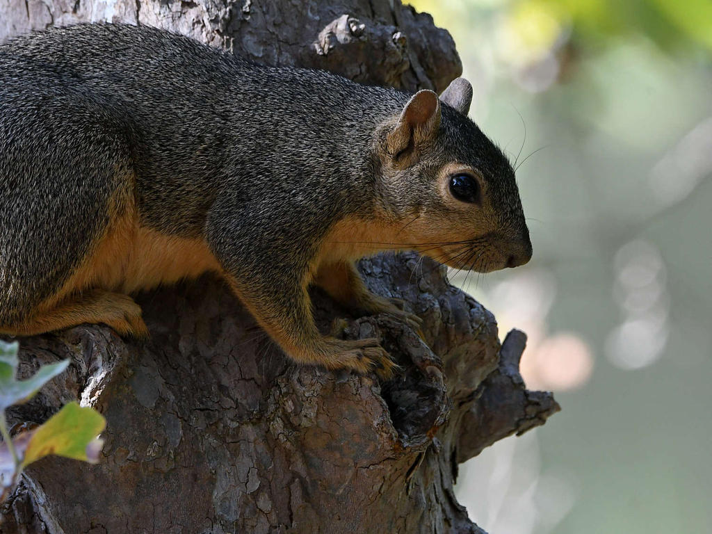 Squirrel.jpg