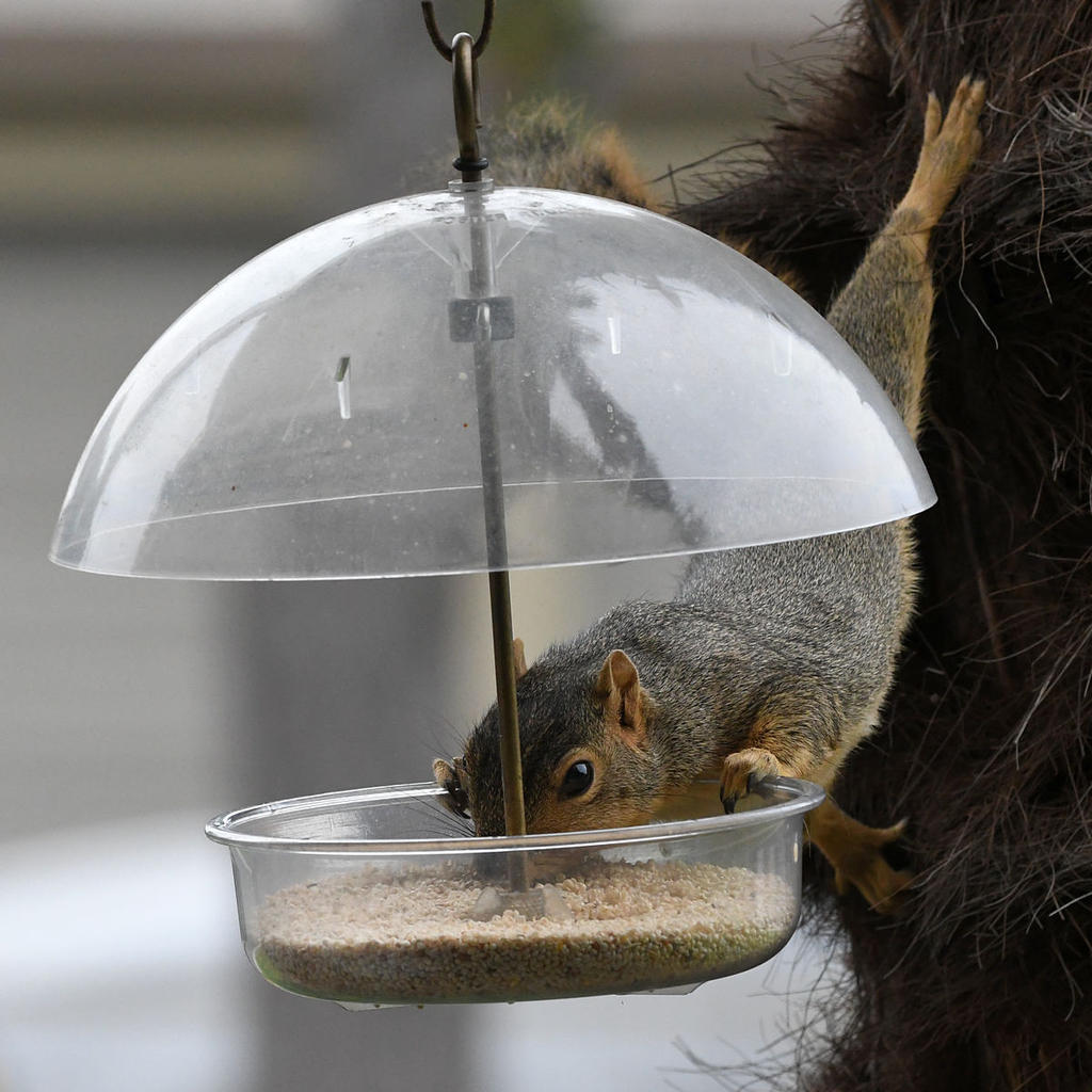 Squirrel.jpg