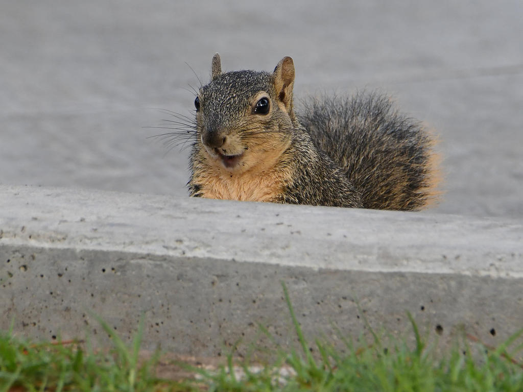 Squirrel.jpg
