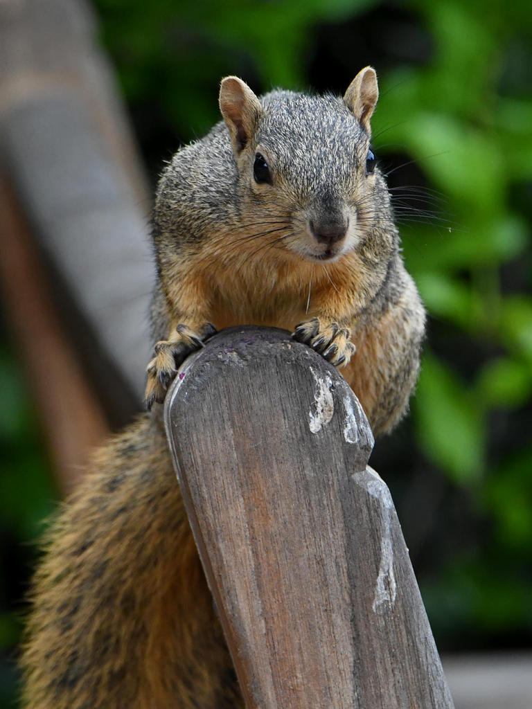 Squirrel.jpg