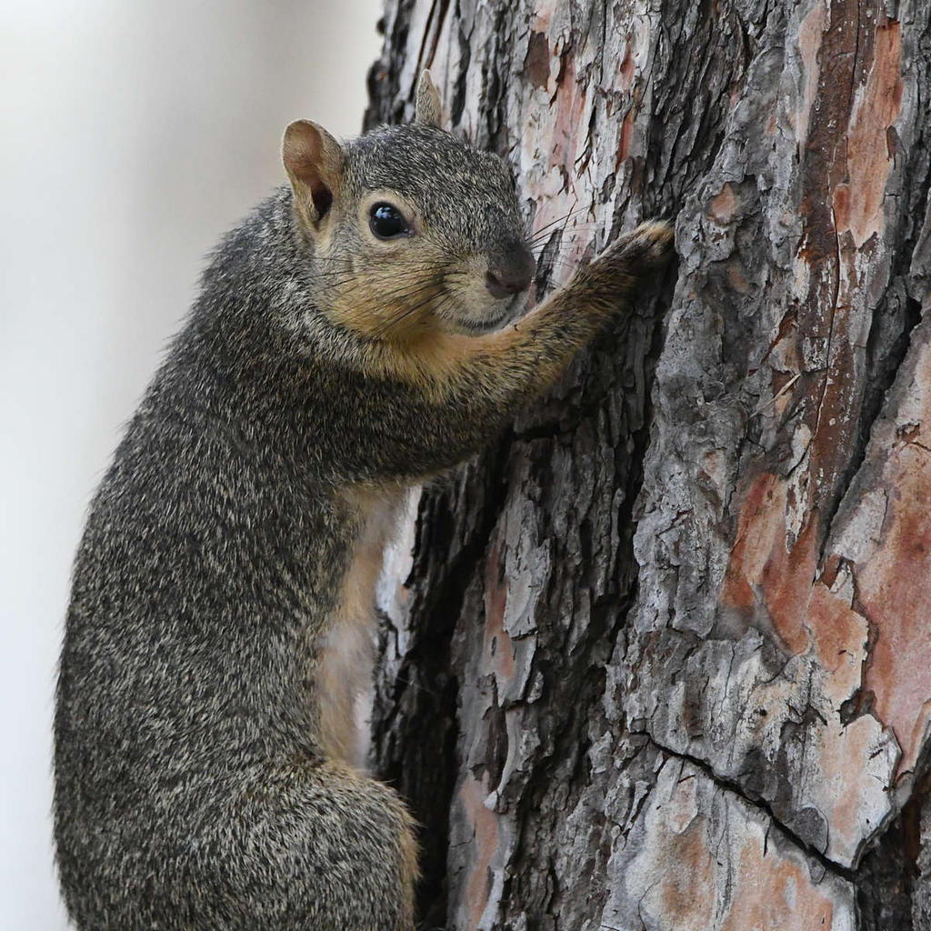 Squirrel.jpg