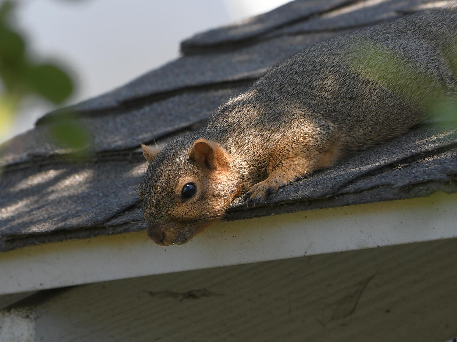 Squirrel.jpg