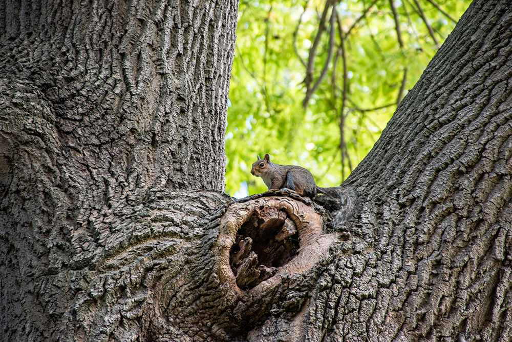 Squirrel.jpg
