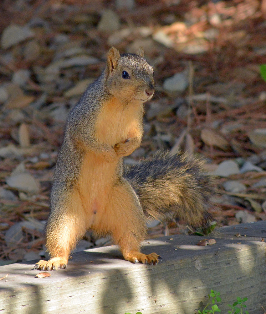 Squirrel.jpg