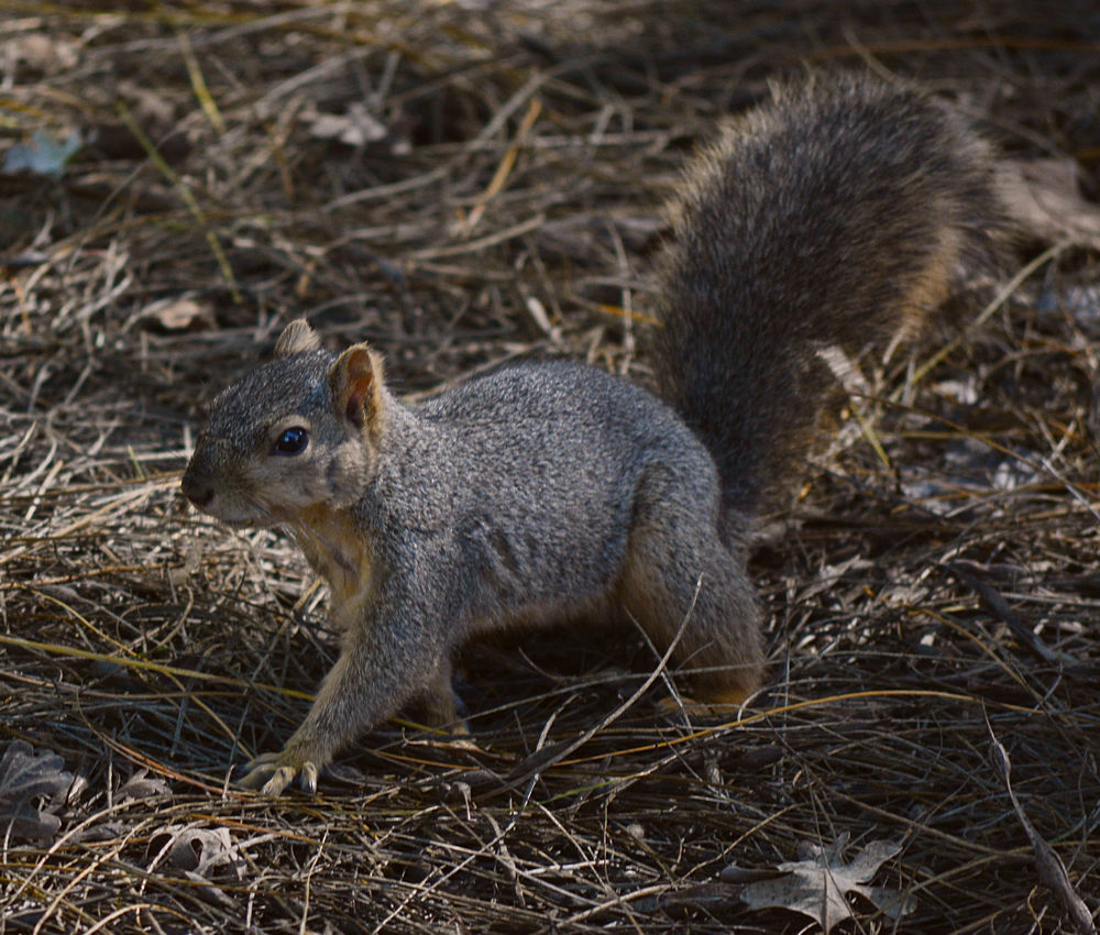 Squirrel.jpg