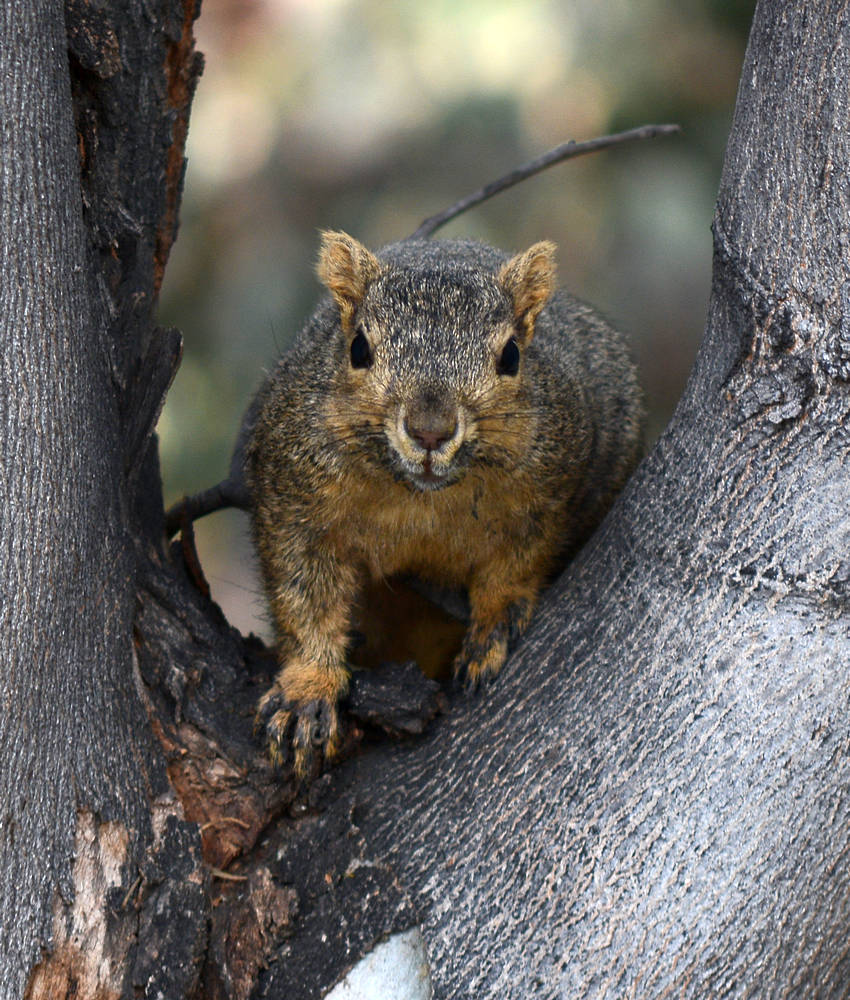 Squirrel.jpg
